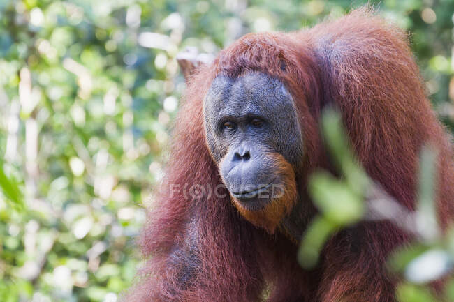 Мужчина Борнеан Орангутан (Pongo Pygmaeus) В Pondok Tanggui, Tanjung Puting National Park, Центральный Калимантан, Борнео, Индонезия — стоковое фото