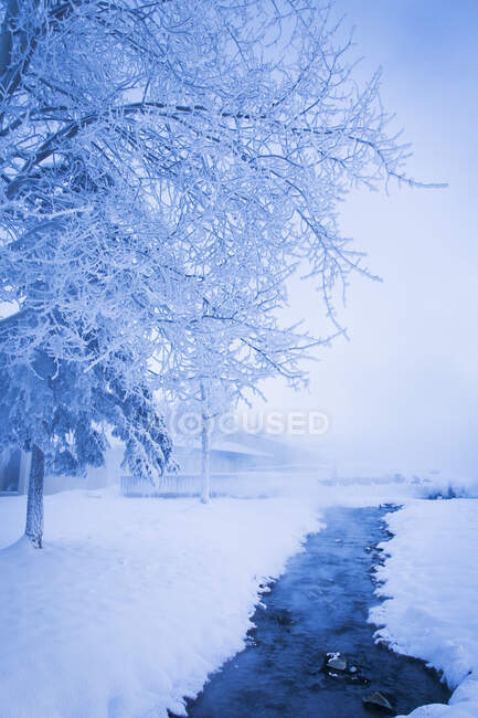 Frosted Trees By The Hot Springs; Chena Hot Springs Resort; Fairbanks, Alaska, United States Of America — Stock Photo