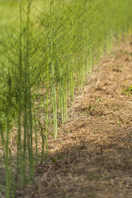Piante da asparagi che crescono in una pacciamatura di paglia; Toronto, Ontario, Canada — Foto stock