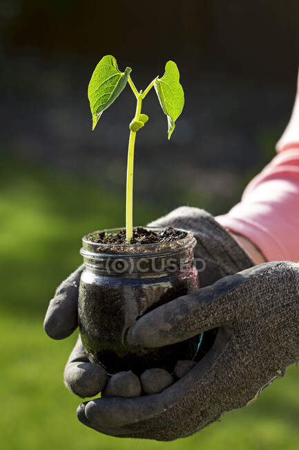 Gros plan de mains féminines avec des gants de jardin tenant un semis de haricot unique dans un pot en verre ; Calgary, Alberta, Canada — Photo de stock