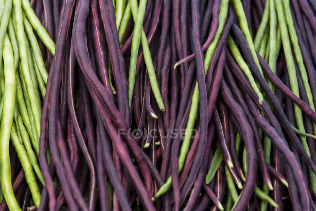 Red and green Yard Long Beans (Vigna unguiculata subso. sesquipedalis) — Stock Photo