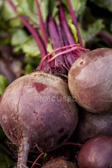 A bunch of Red Ace beets at the farmers market. — Stock Photo