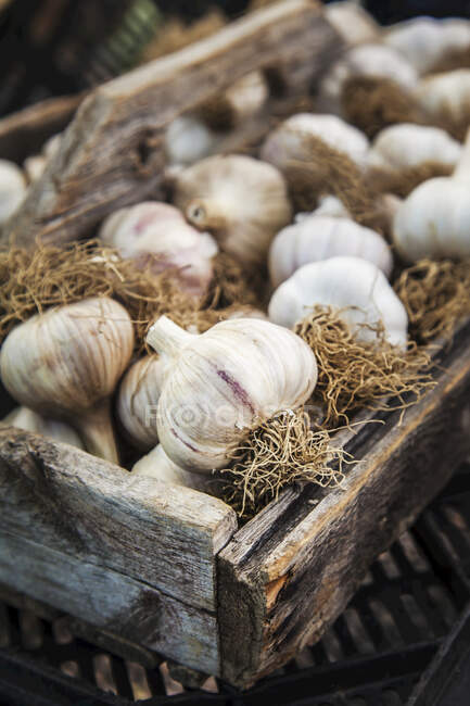 Panier d'ail biologique dans un marché fermier ; Milford, Ontario, Canada — Photo de stock