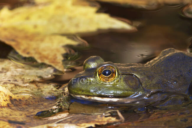 Bullfrog, Lithobates (Rana) catesbeianus, Pointe-des-Cascades, Quebec, Canadá - foto de stock