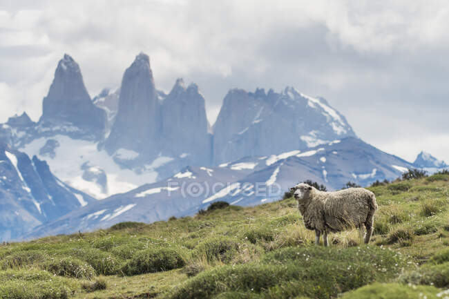 A Sheep On A Grass Field with Rugged Mountains In The Distance, Torres Del Paine National Park; Torres Del Paine, Magallanans And Antartica Chilena Region, Chile — стокове фото