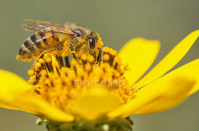 Bee pollinating flowers, close-up view — Stock Photo