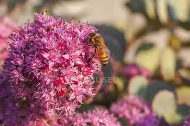 Honeybee on a dark pink Sedum flowers. (Apis mellifera) — Stock Photo