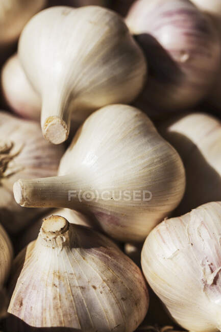 Large clean organically grown hardneck garlic bulbs. — Stock Photo