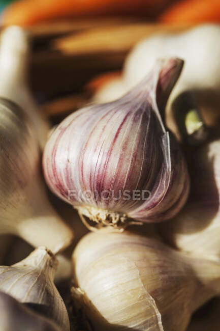 Grandi bulbi di aglio a collo duro coltivati biologicamente. — Foto stock