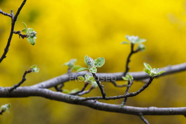 Bourgeons de fleurs de pomme sur un fond jaune. — Photo de stock