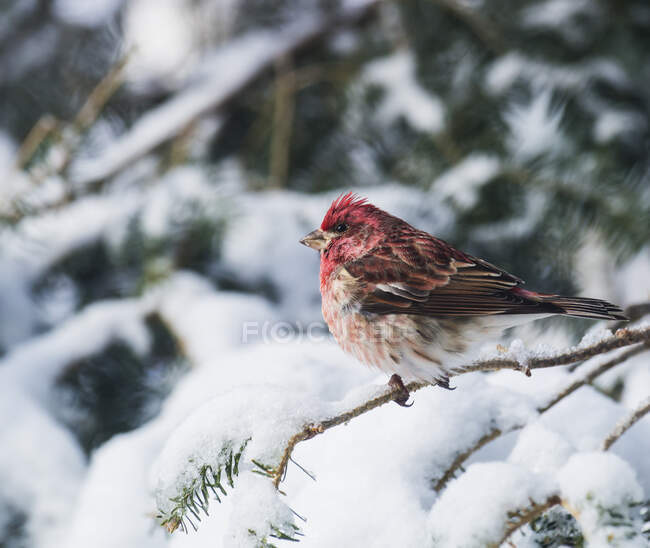 Finch viola maschio su un albero coperto di neve; Ontario, Canada — Foto stock