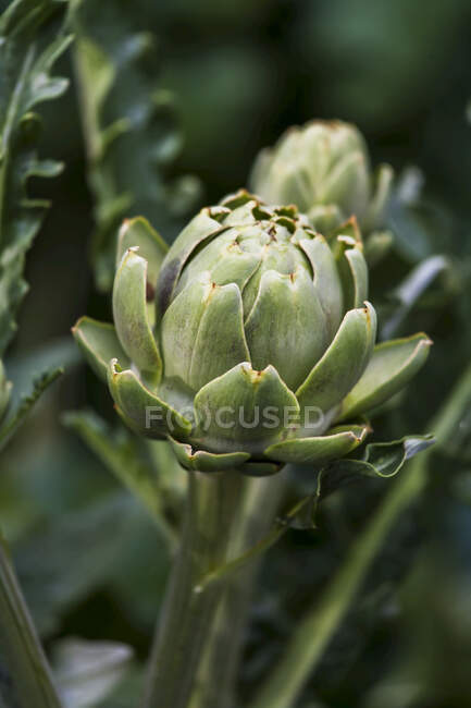 Alcachofas creciendo en el jardín - foto de stock
