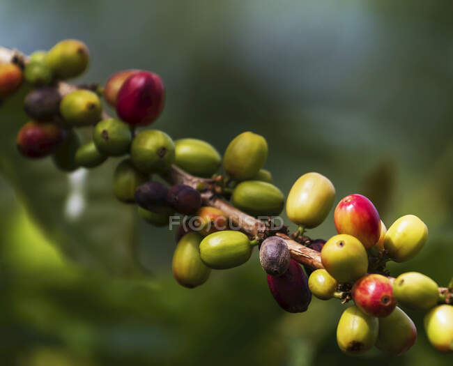 Bacche di caffè arabica, Panar Butan, Sumatra settentrionale, Indonesia — Foto stock