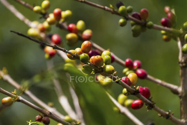 Bacche di caffè arabica, Panar Butan, Sumatra settentrionale, Indonesia — Foto stock