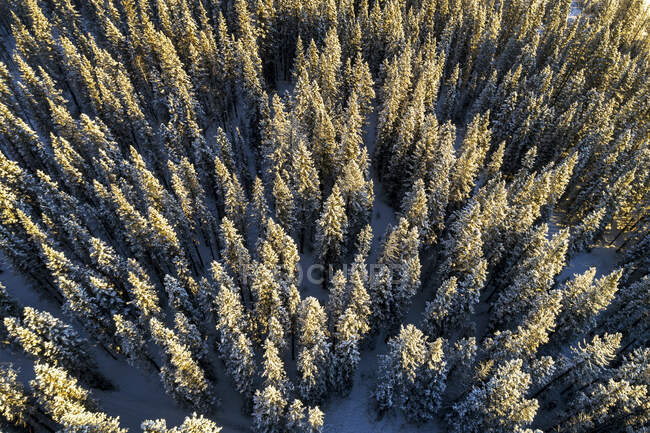 Luftaufnahme schneebedeckter immergrüner Bäume; Alberta, Kanada — Stockfoto