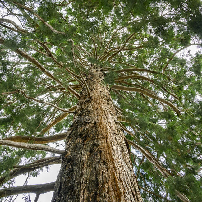 Vista a lo largo de la corteza de un tronco de árbol hasta el follaje en la copa del árbol; Arrowtown, Región de Otago, Nueva Zelanda - foto de stock
