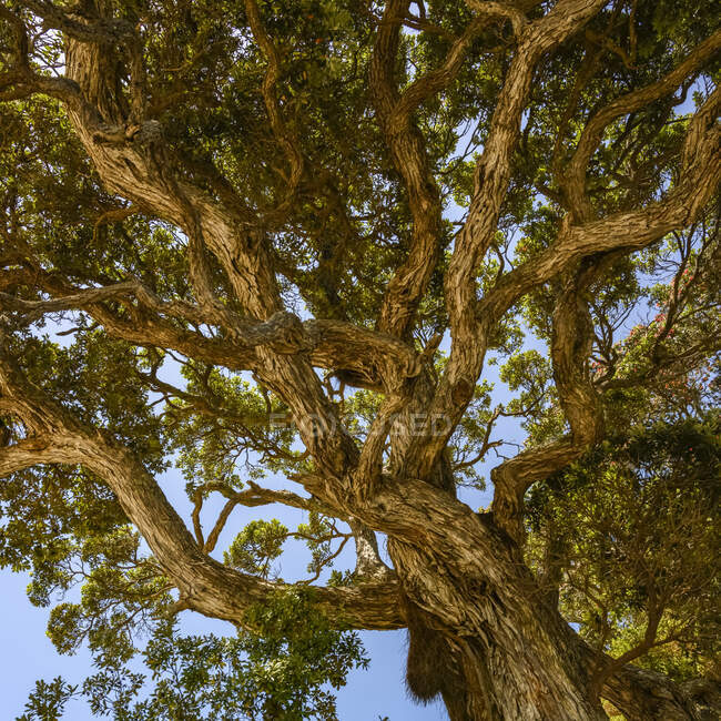Olhando para galhos de árvores torcidas embaixo de uma árvore na Ilha de Waiheke, perto de Palm Beach, North Island, Nova Zelândia — Fotografia de Stock