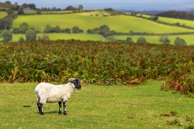 Un carnero solitario en un campo herboso con colinas en el fondo; Condado de Cornwall, Inglaterra - foto de stock