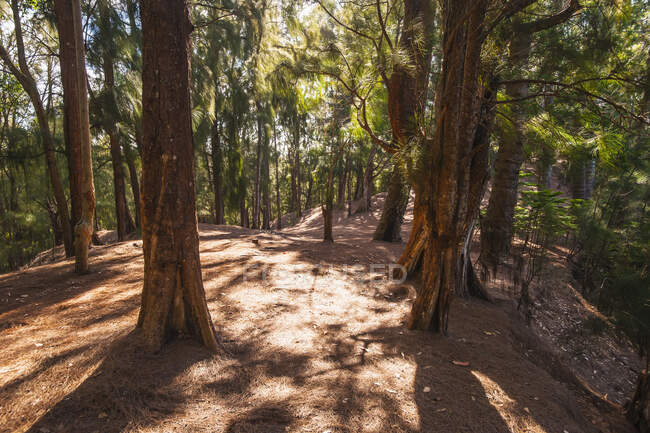 The Kuliouou Trial Winding Though A Stand Of Trees On The Island Of Oahu; Oahu, Hawaii, United States Of America — Stock Photo