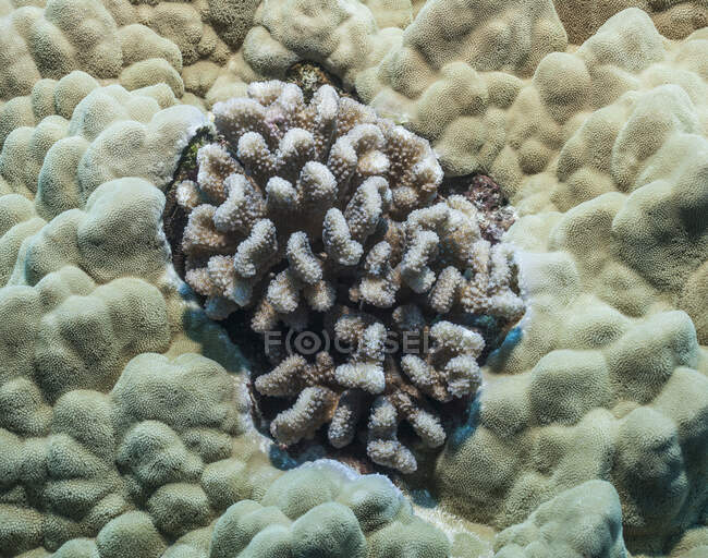 Corail chou-fleur (Pocillopora Meandrina) entouré de corail lobe (Porites Lobata) ; Kona, île d'Hawaï, Hawaï, États-Unis d'Amérique — Photo de stock