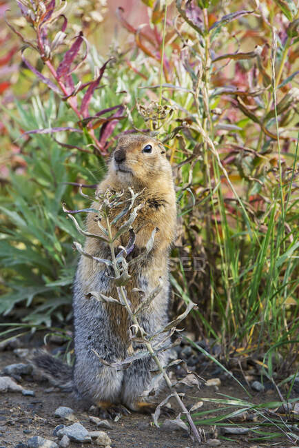 Arctic Ground Squirrel (Spermophilus Parryii) On Hind Feet, Denali National Park, Interior Alaska, Autumn — Stock Photo
