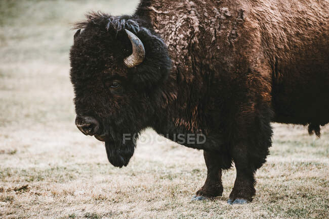 American Bison (Bison Bison), Elk Island National Park; Альберта, Канада — стоковое фото