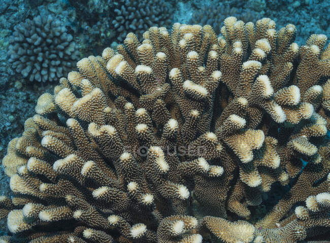 Grande colonie de corail chou-fleur (Pocillopora Meandrina) ; Kona, île d'Hawaï, Hawaï, États-Unis d'Amérique — Photo de stock