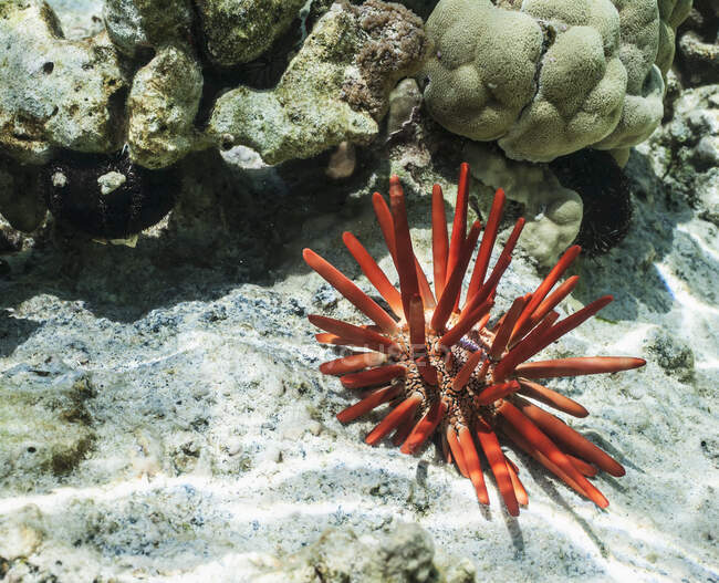 Red Slate Pencil Urchin (Heterocentrotus Mammillatus) En aguas poco profundas; Kona, Isla de Hawaii, Hawaii, Estados Unidos de América - foto de stock