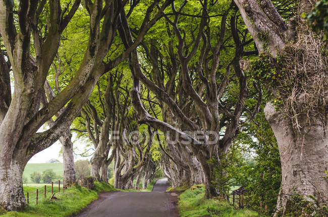 Majestoso beco árvore — Fotografia de Stock