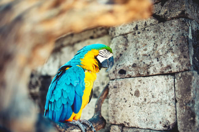 Retrato de cerca del loro salvaje, loro guacamayo en la selva amazónica - foto de stock