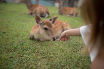Cropped image of woman feeding and caressing a Deer — Stock Photo