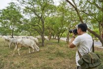 Jovem tirando fotos de um grupo de vacas — Fotografia de Stock