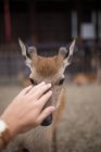 Woman feeding and caressing a Deer in Japan — Stock Photo