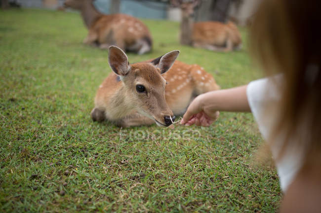 Immagine ritagliata di donna che nutre e accarezza un cervo — Foto stock