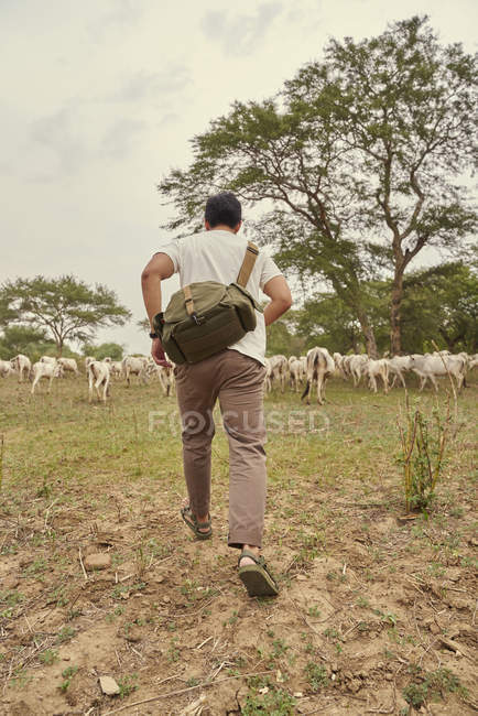 Joven tomando fotos de un grupo de vacas - foto de stock