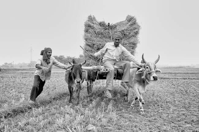 На тележке с быком два брата забирают урожай домой. — стоковое фото