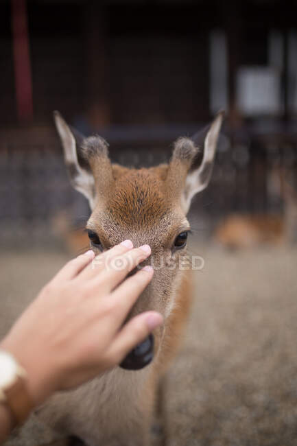 Mulher alimentando e acariciando um veado no Japão — Fotografia de Stock
