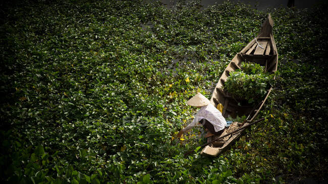 Récolte de kangkong d'eau sur un bateau — Photo de stock