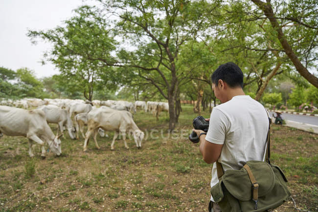 Young man taking photo of a group of cows — Stock Photo