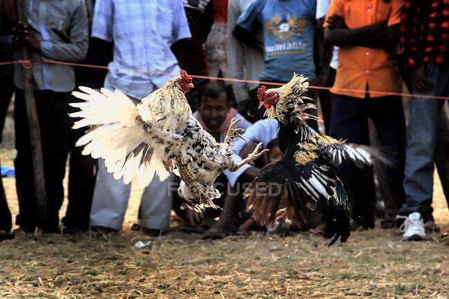 Der Chicken Fight ist ein berühmter Sport des ländlichen Indiens, bei dem die Hühnerhalter an einem Wettbewerb teilnehmen, bei dem die Hühner bis zum Tod miteinander kämpfen. Der gesamte Wettbewerb ist ein Knock-out und der letzte Überlebende gewinnt den Wettbewerb und wird zum Champion erklärt. — Stockfoto