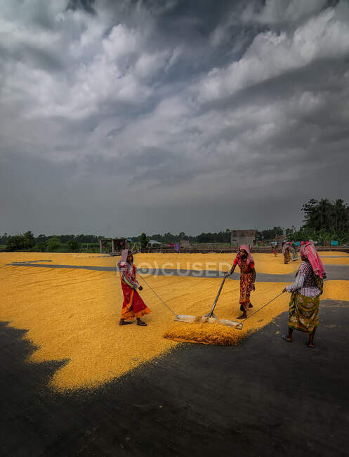 Постріл був зроблений у Бурдуанському районі Західного Бенгалії, Індія, який також відомий як рисова миска бенгалії. — стокове фото