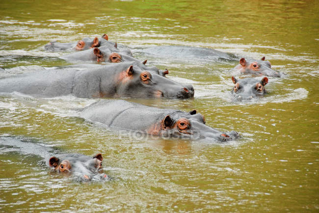 Hippo, Ishasha river, Queen Elizabeth National Park, Uganda — Stock Photo