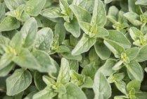 Close up of green growing Oregano plant — Stock Photo