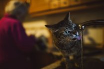 Tabby cat drinking water — Stock Photo