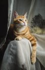 Tabby cat on the backrest — Stock Photo