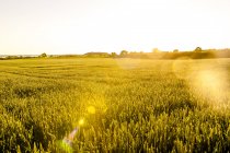 Campo di grano alla luce del sole — Foto stock