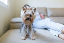 Yorkshire Terrier e mulher no sofá — Fotografia de Stock