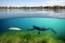 Diver and northern pike in a lake — Stock Photo