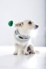 Perro vestido con tubo — Stock Photo