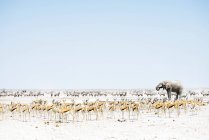 Elefante circondato da Springboks e Oryx — Foto stock